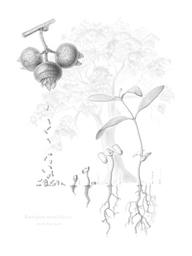 Artwork of Eucalyptus camaldulensis 'River Red Gum Fruit, Seeds, Seedlings' by Beverley Lewis