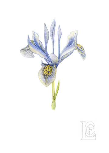 Artwork of Iris 'Katherine Hodgkin' by Craig Lidgerwood