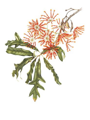 Artwork of Stenocarpus sinuatus 'Firewheel tree' by Angela Lober