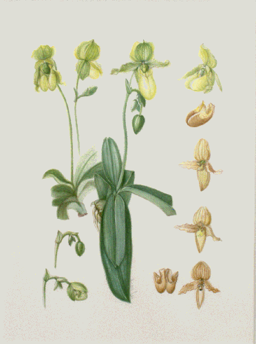 Artwork of Paphiopedilum primulinum var. primulinum  by Anna Lu