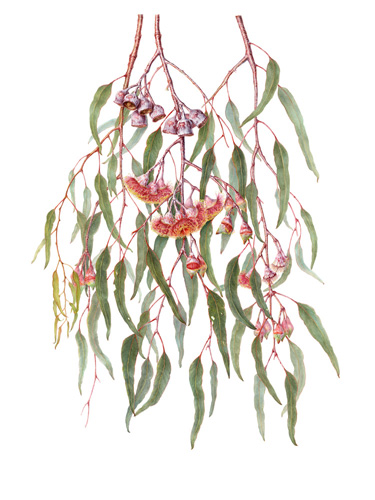 Artwork of Eucalyptus caesia subsp. magna by Tess Mahar
