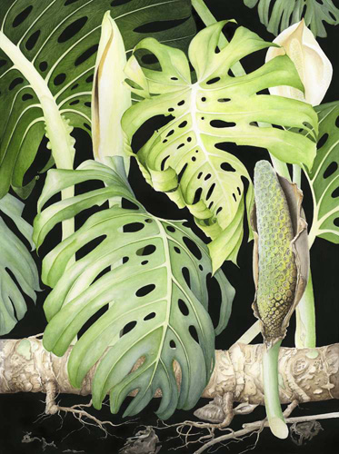 Artwork of Monstera deliciosa 'The Fruit Salad plant' by Pam McDiarmid