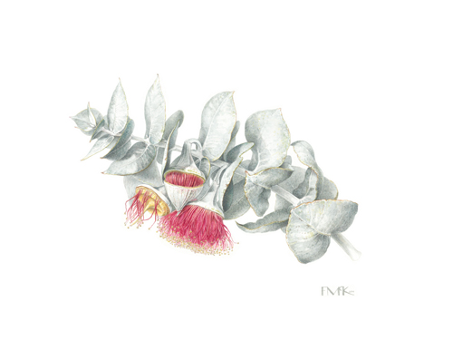 Artwork of Eucalyptus rhodantha by Fiona McKinnon