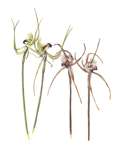 Artwork of Caladenia attingens, Caladenia ferruginea 'Forest Mantis Orchid, Rusty Spider Orchid' by Deborah McNeil