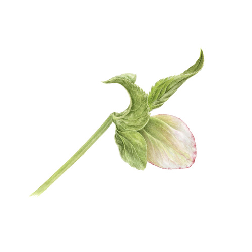 Artwork of Helleborus x hybridus 'Winter Rose' by Mali Moir