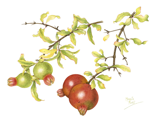 Artwork of Punica granatum by Maggie Munn