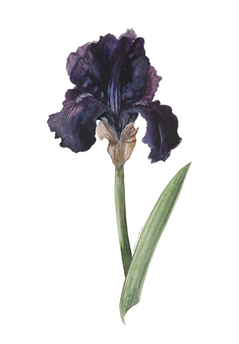 Artwork of Iris germanica 'Here comes the Night' by Terry Napier