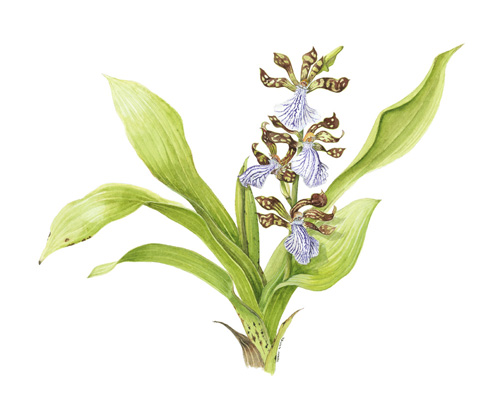 Artwork of Zygopetalum crinitum by Terry Napier