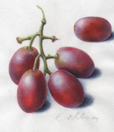 Artwork of Vitis vinifera 'Red Grapes' by Kate Nolan