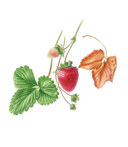 Artwork of Fragaria  x ananassa 'Strawberry' by John Pastoriza-Pinol