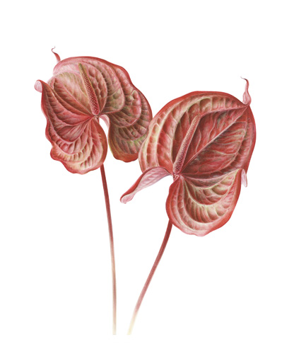 Artwork of Anthurium x andreanum 'Flamingo Flower' 'Red Cymbidium'by John Pastoriza-Pinol