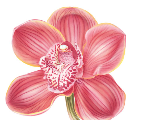 Artwork of Cymbidium x hybrida 'Red Cymbidium' by John Pastoriza-Pinol