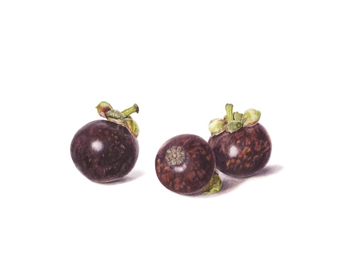 Artwork of Garcinia mangostana 'Purple mangosteen' by Vicki Philipson