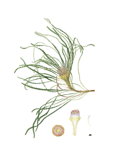 Artwork of Banksia nivea by Dawn Price
