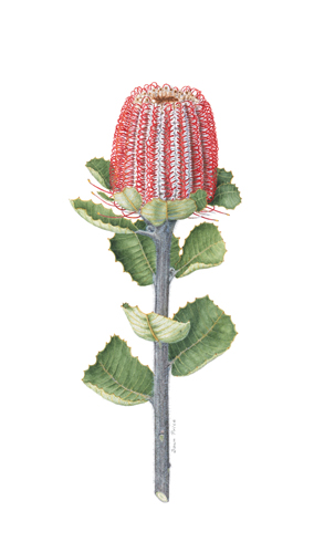 Artwork of Banksia coccinea by Dawn Price