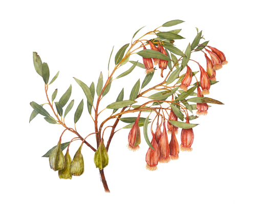 Artwork of Eucalyptus forrestiana 'Fuchsia Gum' by David Reynolds