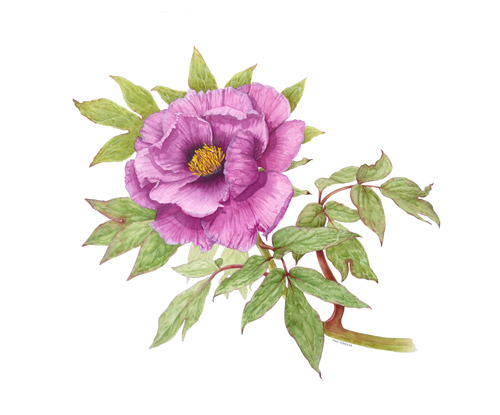 Artwork of Paeonia suffruticosa 'Kumaga' by David Reynolds