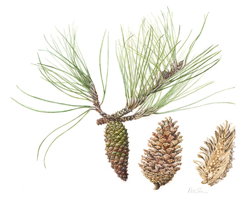 Artwork of Pinus pinaster 'Maritime Pine' by Marta Salamon