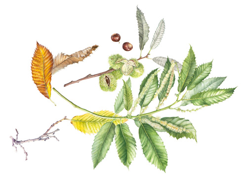 Artwork of Castanea sativa 'Sweet chestnut' by Marta Salamon