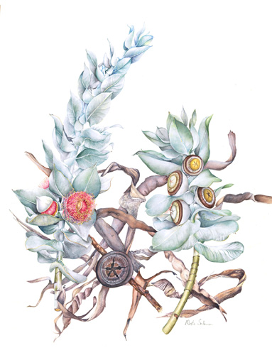 Artwork of Eucalyptus macrocarpa by Marta Salamon