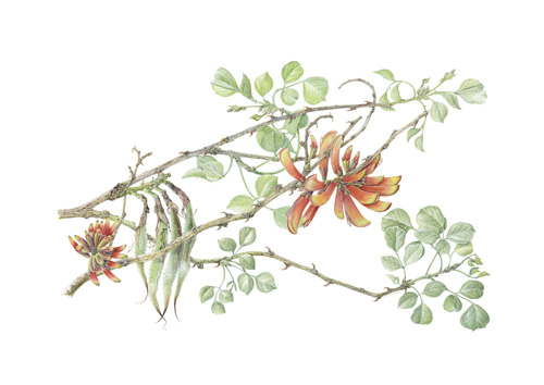 Artwork of Erythrina acanthocarpa by Sandra Sanger