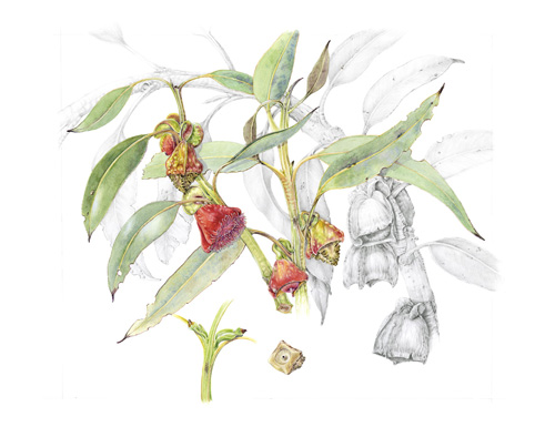 Artwork of Eucalyptus tetraptera 'Square-fruited mallee' by Sandra Sanger