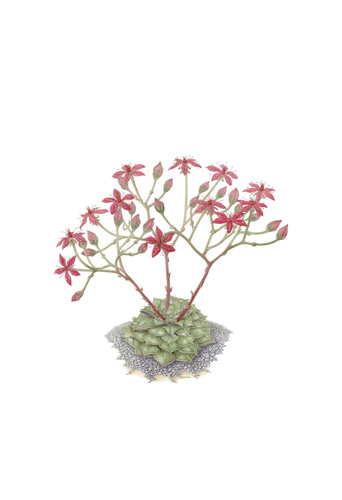 Artwork of Tacitus bellus 'Chichuahua plant' by Noeline Sherwin