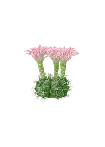 Artwork of Gymnocalycium mihanovichii 'Roseplaid' by Noeline Sherwin