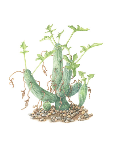 Artwork of Senecio articulatus 'Candle plant' by Noeline Sherwin