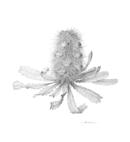 Artwork of Banksia serrata by Helen Stewart