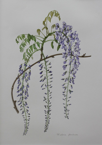 Artwork of Wisteria floribunda by Maureen Thomas