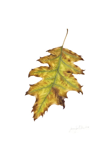 Artwork of Quercus rubra L 'Northern Oak' by Jennifer Ure