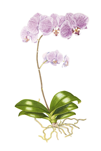 Artwork of Phalaenopsis sp. 'Alysha's Dots 'Spotty' by Bernadette Walsh