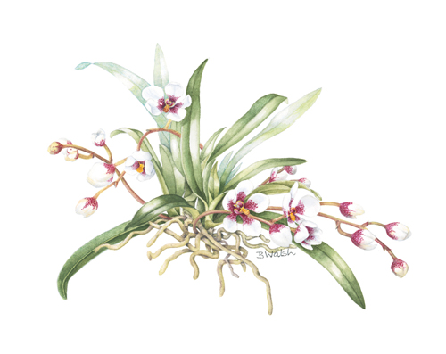 Artwork of Sarcochilus 'Melba' by Bernadette Walsh