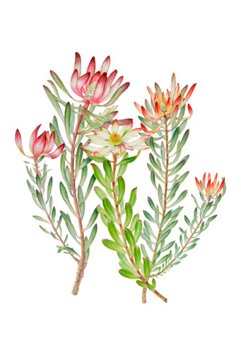 Artwork of Leucadendron 'Safari Sunset, Sundance, Red Devil' by Karen White