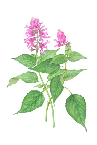 Artwork of Salvia involucrata by Karen White