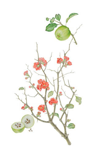 Artwork of Chaenomeles speciosa 'Red Flowering Quince' by Karen White