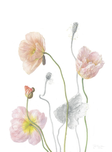 Artwork of Papaver nudicaule 'Iceland Poppy' by Jennifer Wilkinson