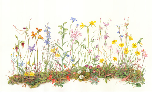 Artwork of Wildflowers of Mount Crawford Forest by Jan Woodman
