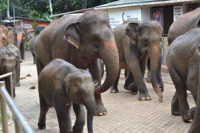sri lanka elephant orphanage